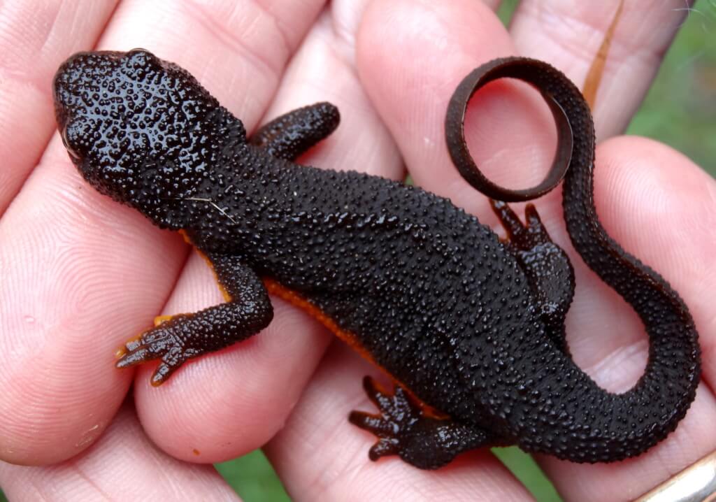 Rough-skinned newt: Food Forest ecology at its best