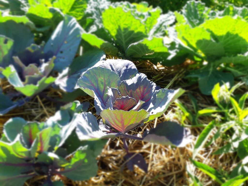Cabbages growing well on the hugelkultur